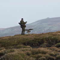Goshawks - &copy;Dalemews